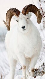 front-view-of-a-full-curl-dall-sheep-ram-chugach-mountains-southcentral-alaska-winter,1155903.jpg