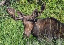 Moose July 2022 a-0439.JPG