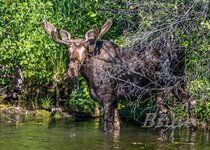 Moose July 2022 a-0463.JPG