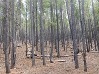 pine barren.jpg