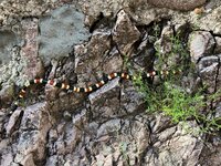 CoralSnake - Copy.jpg