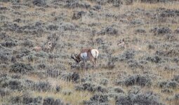 IMG_1286satr.JPG
