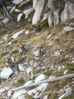 BFC80029-AAC9-48FC-B933-1BA6ABE3B772.jpeg BFC80029-AAC9-48FC-B933-1BA6ABE3B772.jpeg