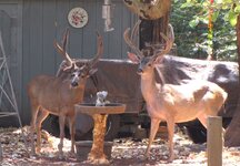 IMG_04481r.jpg