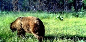 big bear meadow.jpg
