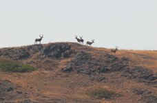 IMG_1097satr.JPG