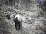 bears.jpg