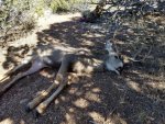 deer muzzle 2017.jpg