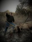 chads bull.jpg