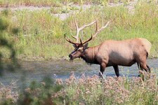 IMG_1129satr.jpg