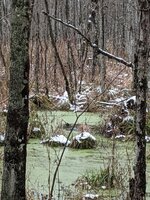 Deer in swamp.jpg