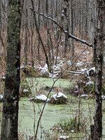 Deer in swamp.jpg