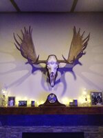 Moose rack1.jpg