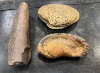 fossils.jpg