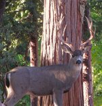IMG_1549r.JPG