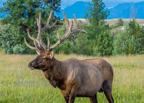 Velvet Rocky August 2019 a-2407.JPG
