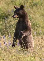 Boo Boo June 2017 a-1335.JPG