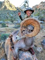 2022 Mexico Desert Bighorn.jpeg