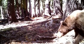 STC_0004 (1) - Copy.JPG