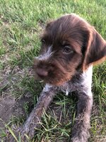 Oscar puppy.jpg