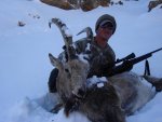 Ibex.jpg