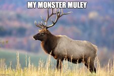 monster_muley.jpg