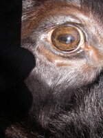 bisoneyecloseup.jpg