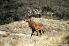 IMG_3410.JPG