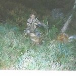 Idaho 1999 Elk.jpg
