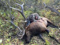 Elk Down.jpg