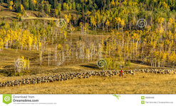 fall-steamboat-springs-colorado-basque-sheepherder-horse-back-herding-large-flock-sheep-mounta...jpg