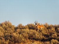 2022 Antelope-17 - Resized.jpg