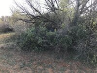 A3AE8217-1964-481E-A31D-9EF1AE628BBA.jpeg A3AE8217-1964-481E-A31D-9EF1AE628BBA.jpeg