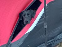 Puppy.jpg