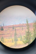 moose.jpg