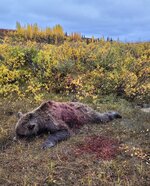 BEAR.jpg