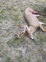 2022 deer.jpeg
