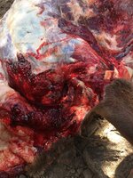 C5F594D0-E267-4721-AB0F-1154F3A86493.jpeg