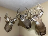 Deer trio.jpg