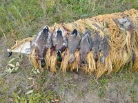 IMG_20221001_085845953.jpg