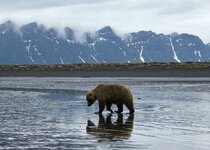 Alaska Penn.jpg