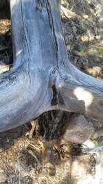 log.jpg