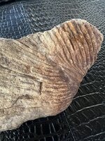 fossil 1.jpg