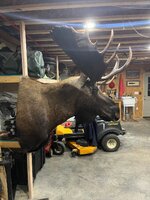 moose2.jpg