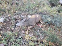 Deer Down.jpg