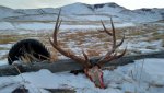 Elk Snow.jpg