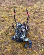 My Caribou.JPG