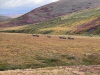 Caribou Crossing.jpg