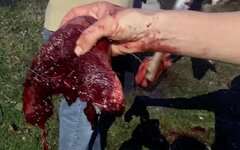 whitetail heart.jpg