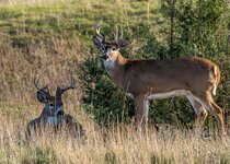 Whitetail October 2022 a-9962.JPG